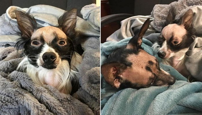 탈모증 앓아 버려진 슬픔 절친 만나 치유한 ‘대머리’ 강아지