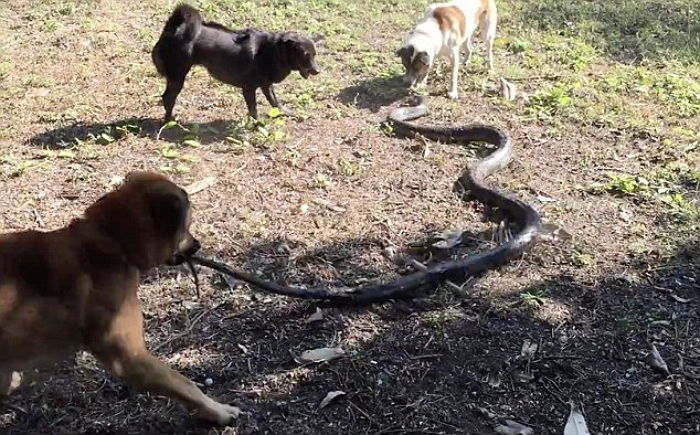 2m ‘킹코브라’ 공격에 주인 지키려 사투 벌인 반려견 4마리 (영상)