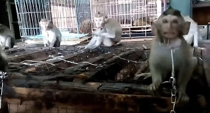 목줄에 묶인 채 갇혀 살며 불법거래되는 아기 원숭이들 (영상)