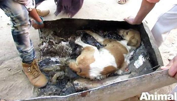 독한 타르로 온몸이 범벅된 채 죽어던 강아지 (영상)