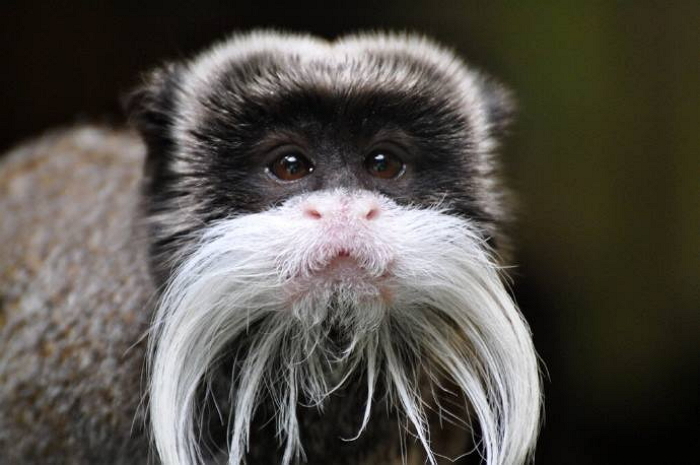 “나 몇 살이게?” 얼굴에 흰수염 있는 희귀종 황제콧수염원숭이