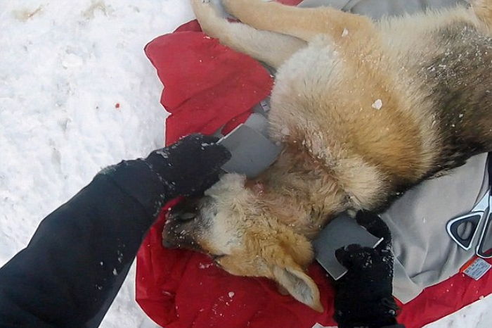 눈밭서 ‘플라스틱’에 목 졸려 죽어가는 강아지 목숨 구한 수의사 (영상)