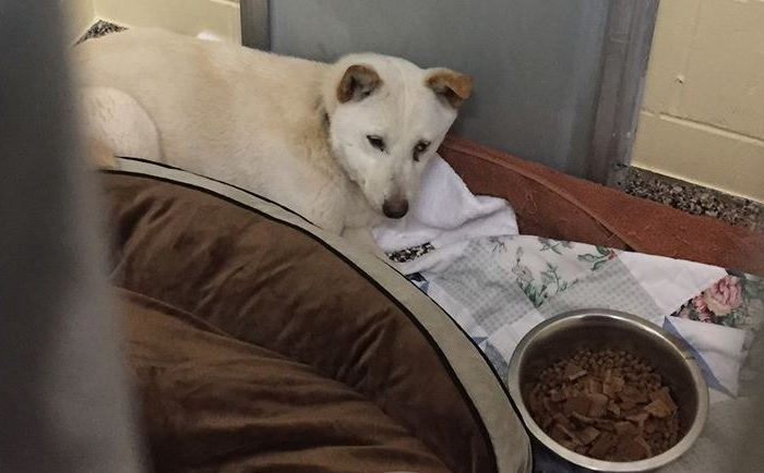 한국 개고기 농장서 구조돼 보호소서 새끼 낳은 엄마 강아지 (영상)