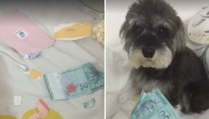 주인이 받은 세뱃돈 몽땅 찢어놓고 시치미 뚝 떼는 멍멍이 (영상)