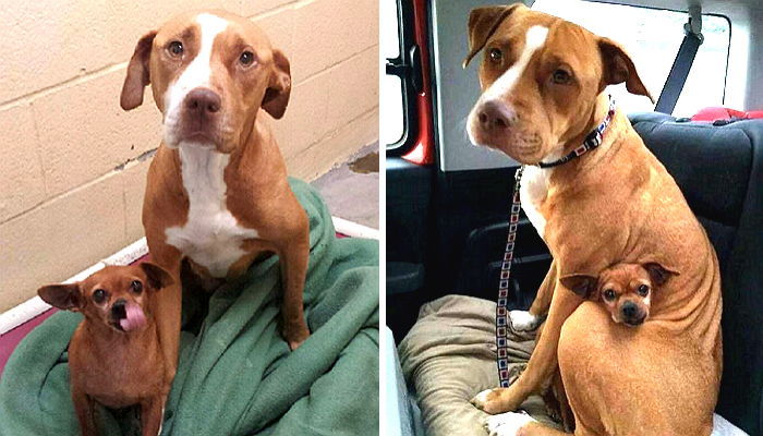 보호소서 만난 ‘단짝 강아지’ 함께 입양한 주인