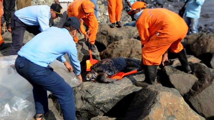 유조선서 유출된 ‘기름’에 범벅돼 죽어가는 거북