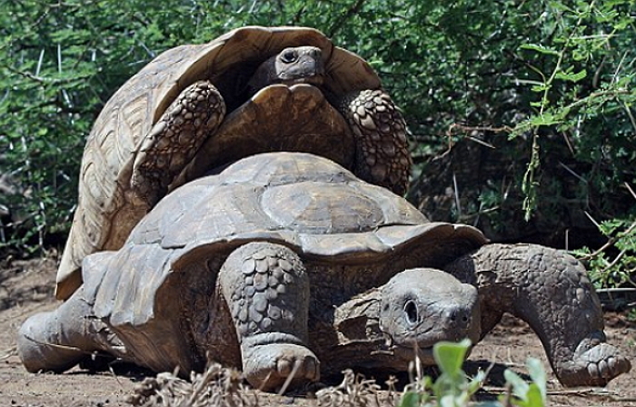 로봇 거북이에게 슬그머니 다가와 ‘짝짓기’ 시도한 거북이