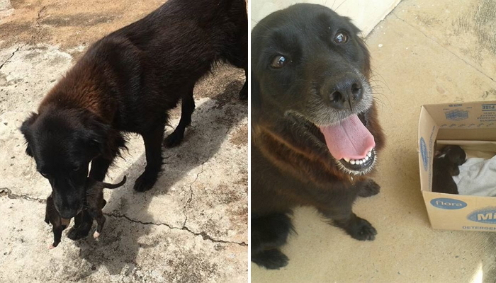 ‘쓰레기통’에 버려진 새끼 강아지 물어와 목숨 구해준 반려견