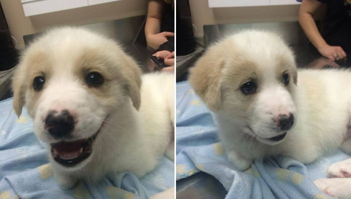 뒷다리 2개만 가지고 태어나 쓰레기통에 버려진 ‘캥거루 강아지’