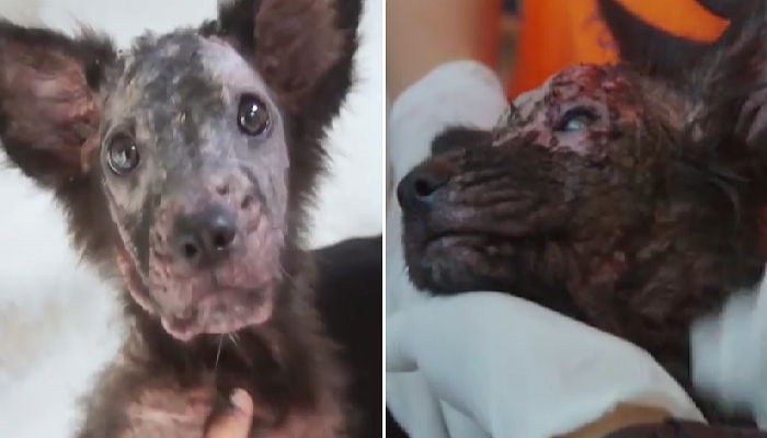 주인에게 학대당하고 버려져 ‘전신 탈모’ 온 강아지