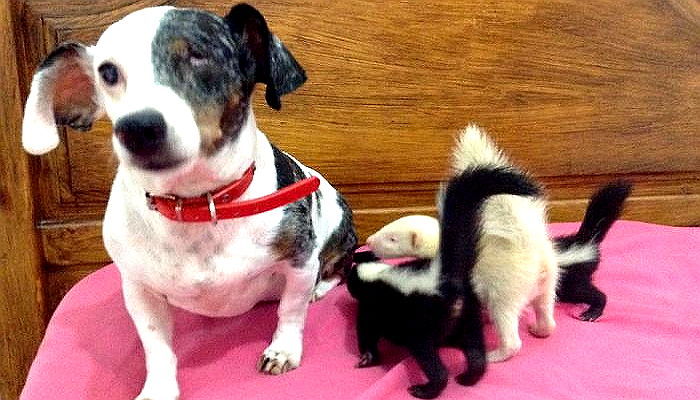 어미에게 버려진 아기 스컹크 형제 ‘엄마’돼준 강아지 (영상)