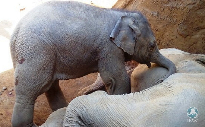 절벽서 떨어진 엄마 죽은 줄 모르고 깨우는 아기 코끼리