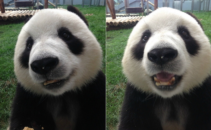 사육사 카메라에 얼굴 들이밀고 귀염 ‘셀카’ 찍은 판다