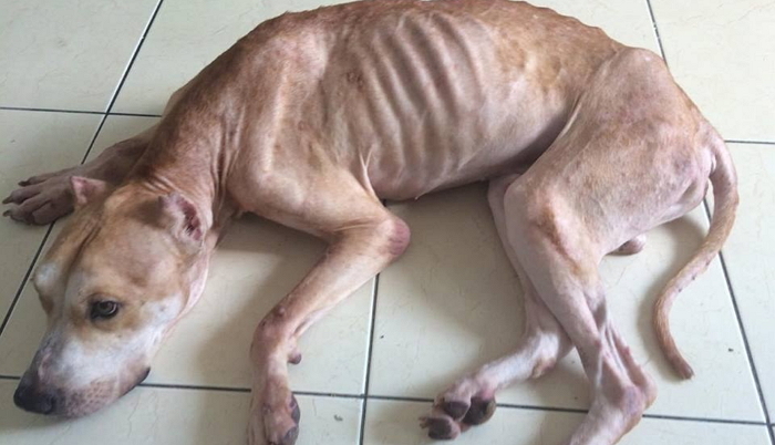 주인이 버린 강아지 뼈만 ‘앙상’하게 남도록 밥 굶긴 수의사