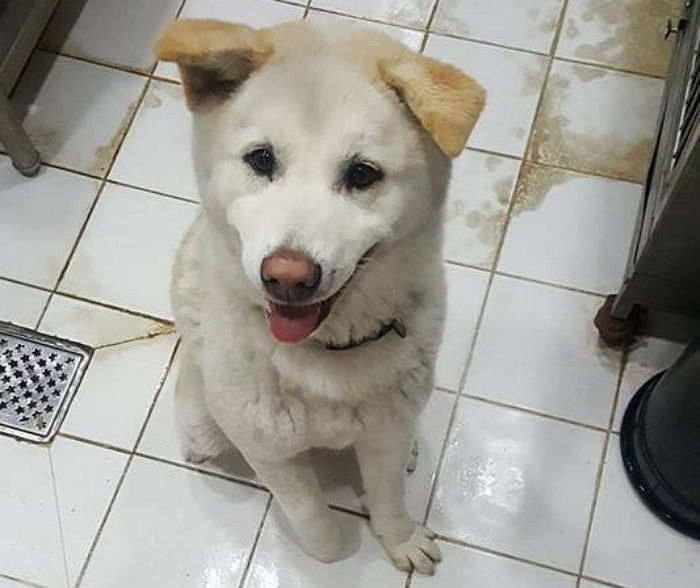 “‘안락사’ 위기에 처한 백구가 주인을 애타게 찾습니다”