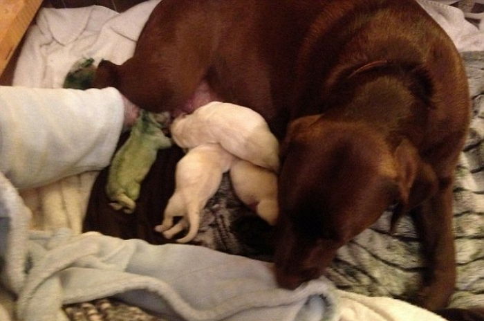 “우리집 반려견 래브라도가 ‘초록빛’ 아기를 낳았어요”