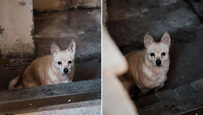 늙은 강아지는 오지 않는 할아버지를 기다리며 홀로 집을 지켰다