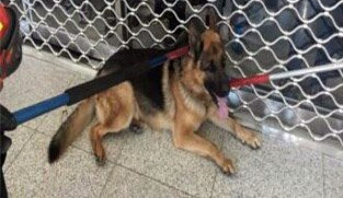 목줄 길게 늘어뜨려 방치된 반려견에 ‘왼팔’ 물린 50대 여성