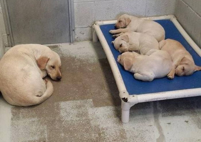 아기들에게 침대 양보하고 바닥에서 자는 엄마 강아지