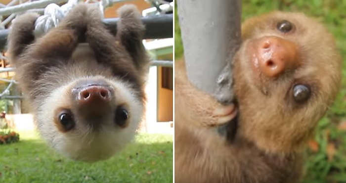 보호소 직원에게 손잡아달라고 떼쓰는 아기 나무늘보 (영상)