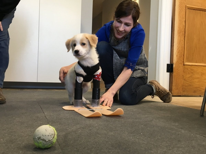 보호소 직원에게 ‘스키 의족’ 선물 받은 앞 발 없는 ‘캥거루 강아지’