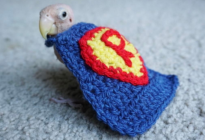 병들어 깃털 없는 아기새 위해 ‘스웨터’ 만들어준 주인 (영상)