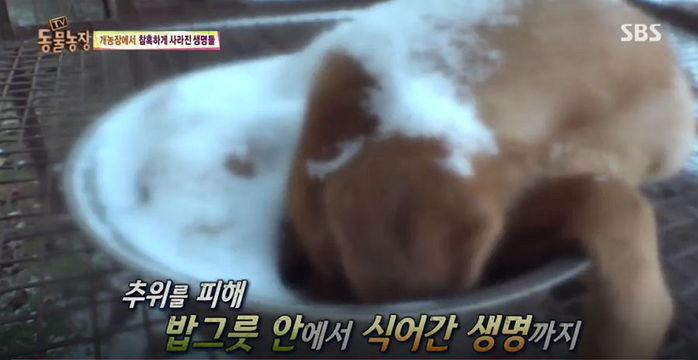 빈 밥그릇에 얼굴 묻고 굶어죽은 개농장 강아지들 (영상)
