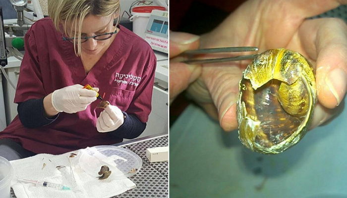 사람 발에 밟혀 껍데기 부서진 달팽이에게 ‘새집’ 선물해준 수의사