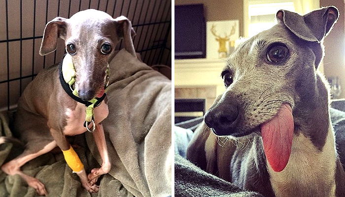 주인에게 버림받은지 3년만에 미소 되찾은 강아지