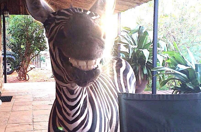 보호소에서 새 친구들 만난 뒤 ‘잇몸 미소’ 되찾은 아기 얼룩말