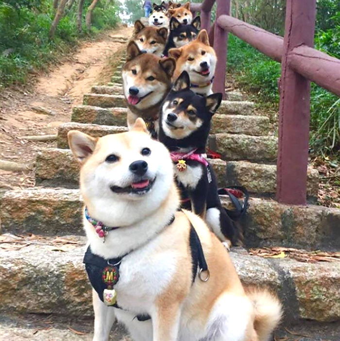 귀여운 ‘시바’ 초등학교 학생들의 졸업사진 클래스