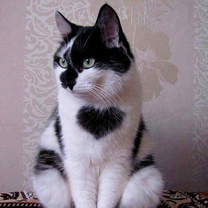 밸런타인데이 맞아 새 주인 만난 ‘하트’ 품은 고양이