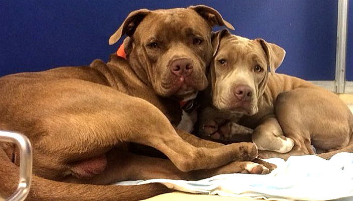 입양 후 보호소서 다시 만난 강아지들이 ‘안락사’ 위기에 놓였다