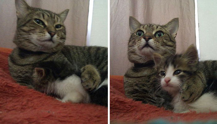 주차장에 버려진 아기 길냥이의 듬직한 형아 돼준 고양이