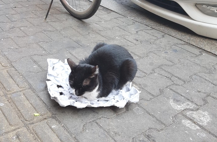 추운지 길거리에 버려진 ‘계란 박스’에 누운 길냥이