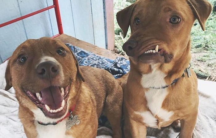 ‘뒤틀린 얼굴’ 때문에 버림받고 안락사 기다리던 멍멍이