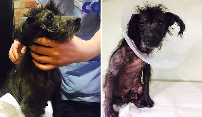 “죽어가는 새끼 바라볼 수 밖에 없던 ‘엄마 강아지’를 도와주세요”