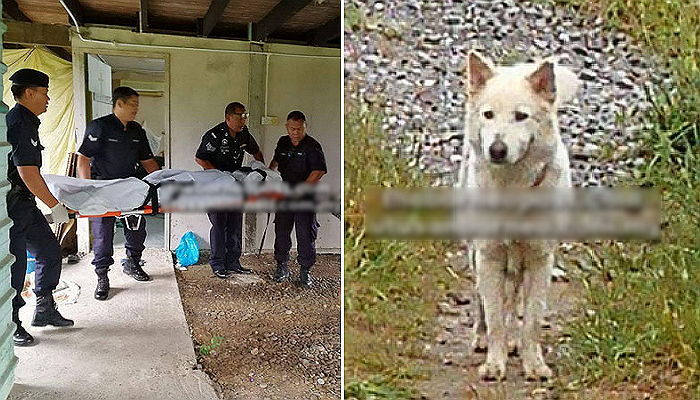 우울증 겪다 자살한 주인을 바라보며 자리 뜨지 못하는 강아지