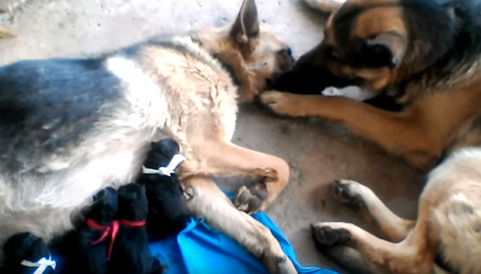 ‘12마리 강아지’ 출산 후 아내에게 뽀뽀해주는 남편 멍멍이