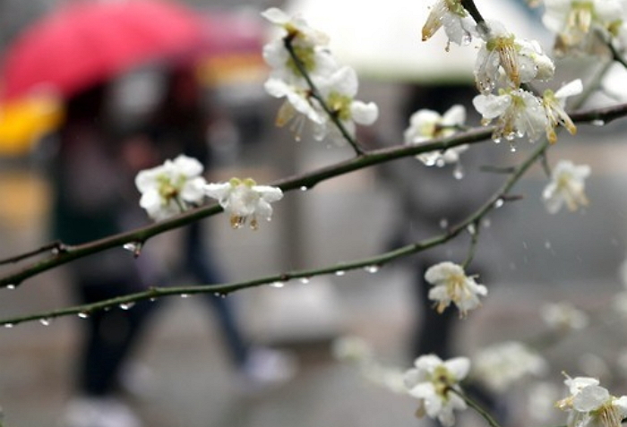 내일(5일) 최고 기온 15도 완연한 봄날씨…“오후에 비와요”