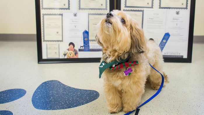 미국 예일대에서 ‘멍멍이 박사 학위’ 딴 천재 강아지
