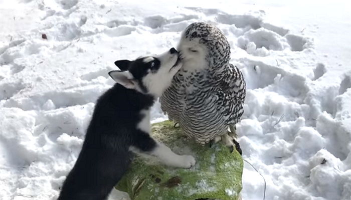 틈만 나면 올빼미 친구에게 ‘뽀뽀 세례’ 퍼붓는 ‘사랑꾼’ 허스키