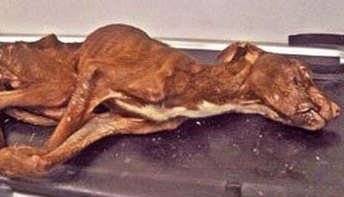 뼈만 앙상하게 남은 채 ‘쓰레기통’서 발견된 강아지