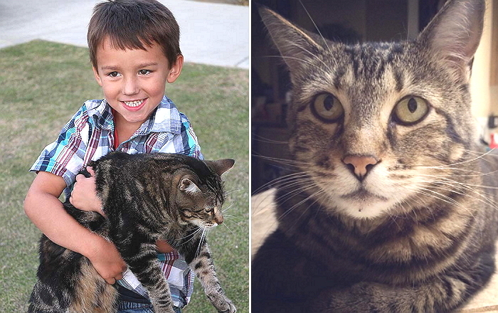 덩치 큰 강아지 공격 온몸으로 막아 주인 살린 고양이 (영상)