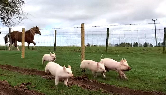 태어나 처음 ‘땅’을 밟아본 아기 돼지와 어미 반응 (영상)