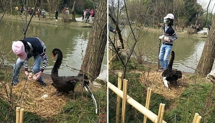 엄마 흑조 발로 차고 알 몽땅 훔쳐간 중국 남성