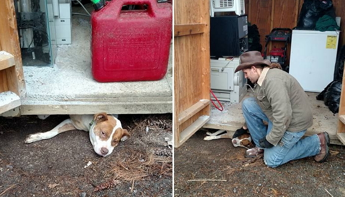 창고 밑에서 꺼내준 남성에게 고맙다며 ‘뽀뽀’ 퍼붓는 핏불