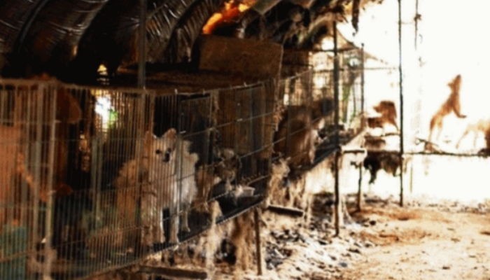 강아지 20마리 굶겨죽인 농장주인의 변명 “바빴다”