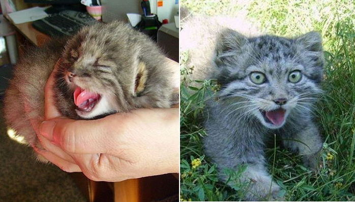 남성이 구조한 아기 길냥이…알고보니 포스 작렬 ‘희귀’ 고양이