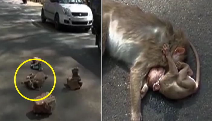 로드킬 당한 엄마를 흔들어 깨우는 아기 원숭이 (영상)